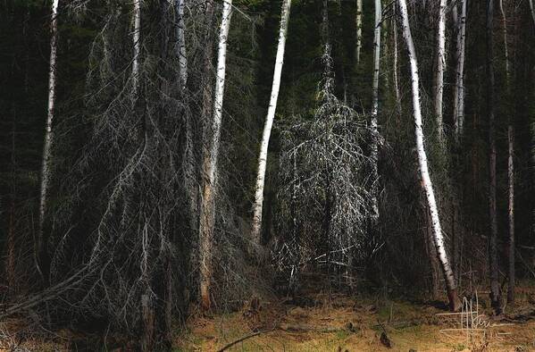 Forest Poster featuring the photograph At the Edge of the Forest by Jim Vance