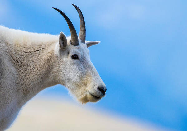Mountain Goat Poster featuring the photograph At The Top Of The Rockies #1 by Mindy Musick King