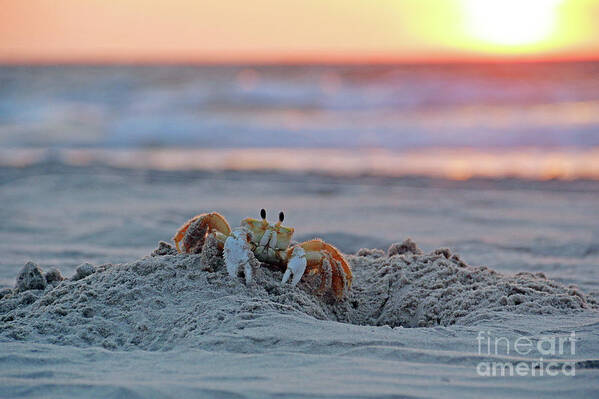 Atlantic Ghost Crab Poster featuring the photograph Atlantic Ghost Crab at Sunrise 2612 by Jack Schultz