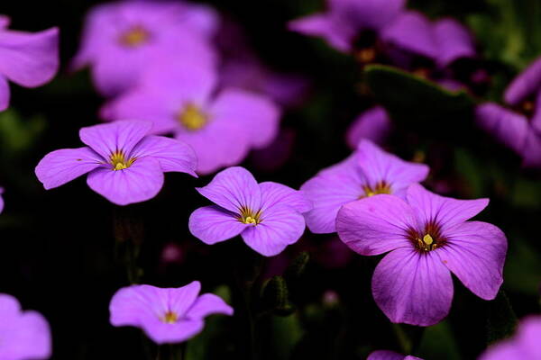 Aubretia Flowers Poster featuring the photograph Aubretia by Ian Sanders