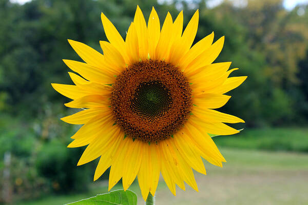 Flower Poster featuring the photograph August Sunflower by Jeff Severson