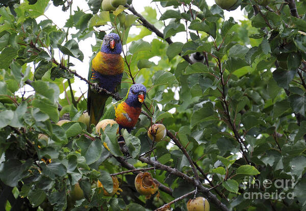 Rosellas Poster featuring the photograph Australian Rainbow Lorikeets by Milleflore Images