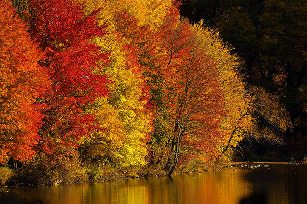 Fall Foliage Poster featuring the photograph Autumn Afternoon at the Cove by William Jobes