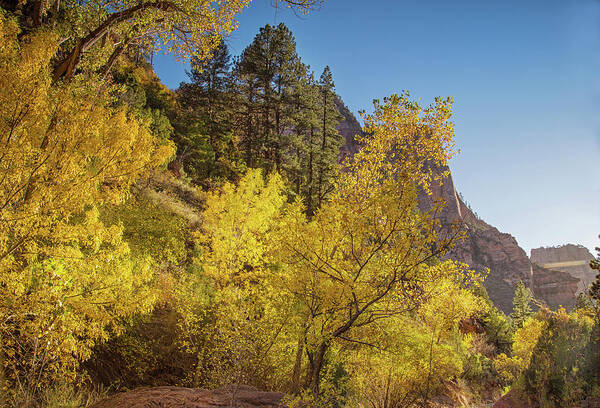 Zion Sunset Poster featuring the photograph Autumn along Kolob creek by Kunal Mehra