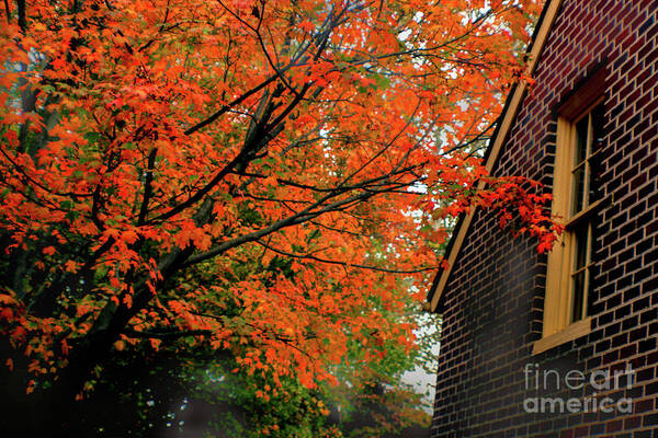 Tree Poster featuring the photograph Autumn at the Window by Sandy Moulder