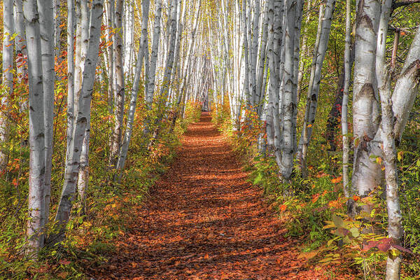 Autumn Poster featuring the photograph Autumn Birch Path by White Mountain Images