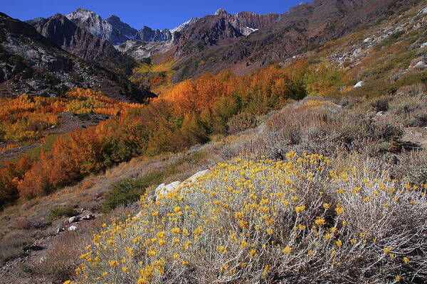 Fall Poster featuring the photograph Autumn colors at McGee Creek Canyon in the Eastern Sierras by Jetson Nguyen