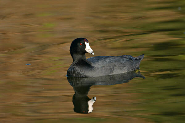 American Coot Poster featuring the photograph Autumn Coot 3 by Fraida Gutovich
