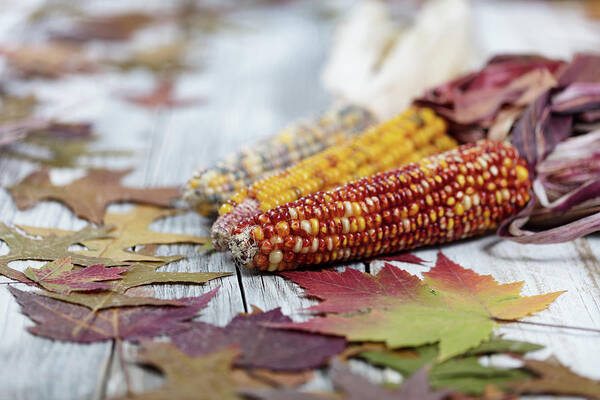 Autumn Poster featuring the photograph Autumn corn background by Thomas Baker