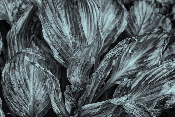Cone Flowers Poster featuring the photograph Autumn Hostas In Black and White by Tom Singleton