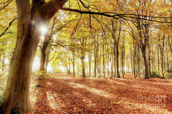 Woodland Poster featuring the photograph Norfolk autumn in amazing colour by Simon Bratt