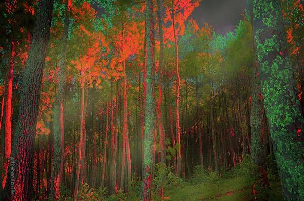 Magic Forest Poster featuring the photograph Autumn in the Magic Forest by Mimulux Patricia No