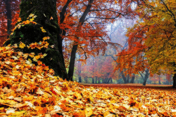 Autumn Poster featuring the photograph Autumn In The Woodland by Hannes Cmarits