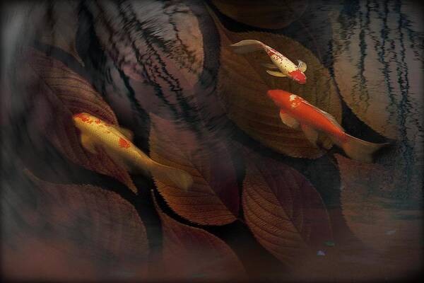 Fish Poster featuring the photograph Autumn Koi by Eena Bo