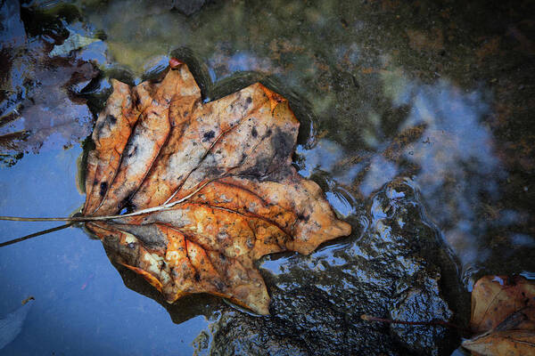 Appalachia Poster featuring the photograph Autumn Leaf by Debra and Dave Vanderlaan