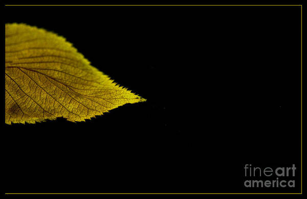 Yellow Poster featuring the photograph Autumn Leaf by Eena Bo