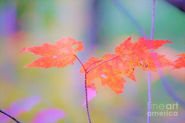 Autumn Poster featuring the photograph Autumn Leaves by Merle Grenz