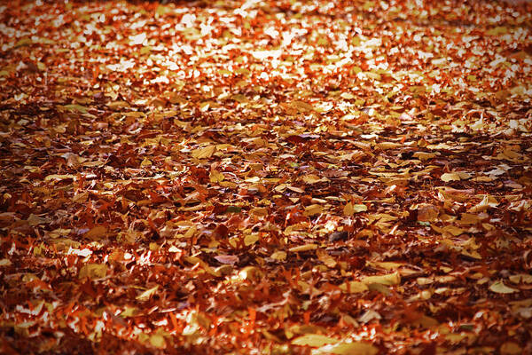 Autumn Leaves Poster featuring the photograph Autumn leaves by Sandy Taylor