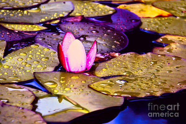 Lily Poster featuring the photograph Autumn Lily by Mariola Bitner