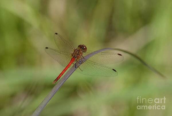 Autumn Meadowhawk Poster featuring the photograph Autumn Meadowhawk by Randy Bodkins