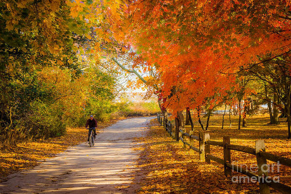 Bike Poster featuring the photograph Autumn Path by Alissa Beth Photography