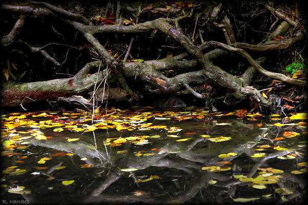 Landscape Poster featuring the photograph Autumn Reflection by Rachel Narvaez