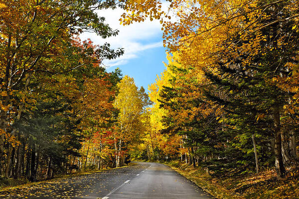 Acadia National Park Poster featuring the photograph Autumn Scenic Drive by George Oze