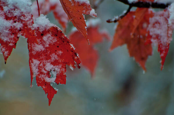 Autumn Poster featuring the photograph Autumn Snow by Venura Herath