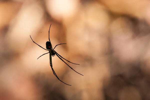 (nephila Clavipes) Poster featuring the photograph Autumn spider by Brian Green