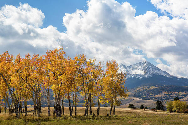 Aspens Poster featuring the photograph Awesome Autumn View by Denise Bush