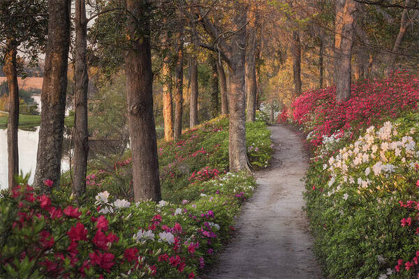 Lowcountry Springtime Poster featuring the photograph Azalea Hill Path by Kim Carpentier