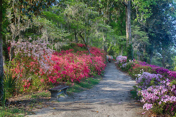 Middleton Place Poster featuring the photograph Azalea Path by Patricia Schaefer