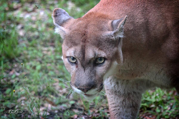 Florida Poster featuring the photograph Babcock Wilderness Ranch - Oceola the Panther on the Prowl by Ronald Reid