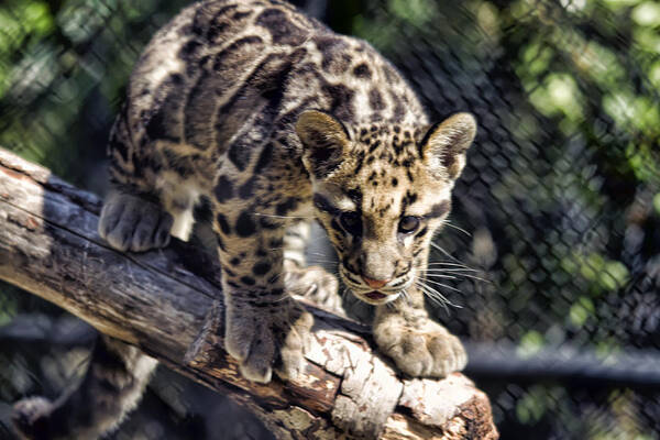 Brad Granger Poster featuring the photograph Baby Clouded Leopard by Brad Granger