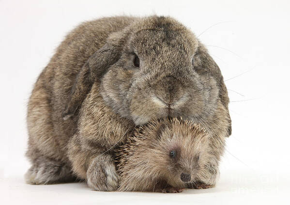 Animal Poster featuring the photograph Baby Hedgehog And Agouti Lop Rabbit by Mark Taylor