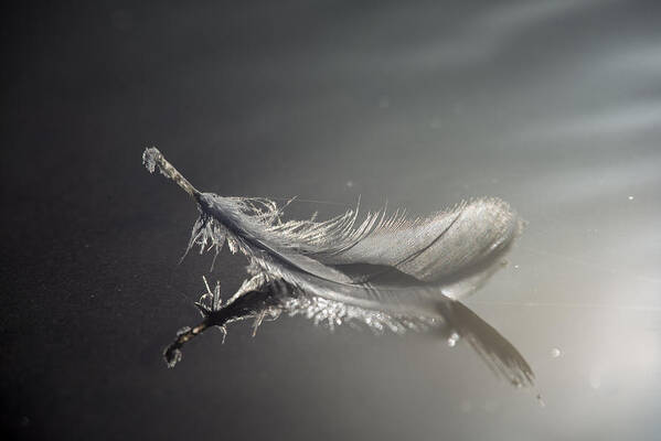 Feather Poster featuring the photograph Backlit Feather by Robert Potts