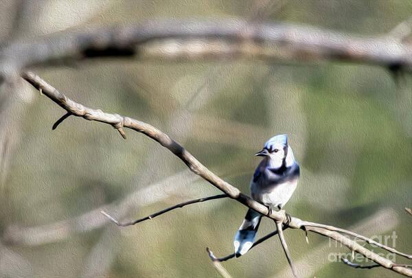 Blue Jay Poster featuring the digital art Backyard Blue Jay Oil by Ed Taylor