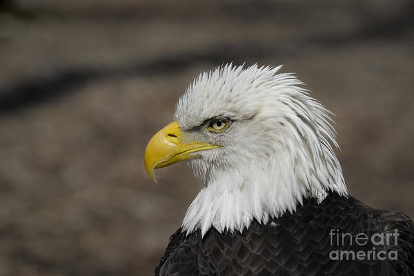 Eagle Poster featuring the photograph Bald Eagle by Andrea Silies