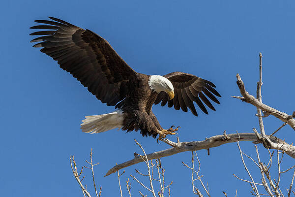 Bald Eagle Poster featuring the photograph Bald Eagle at Touch Down by Tony Hake