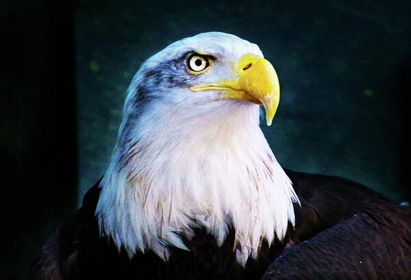 Eagle Poster featuring the photograph Bald Eagle Close UP by Anthony Jones
