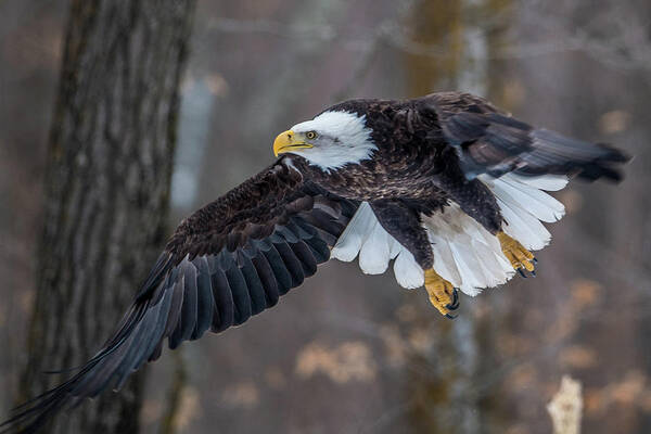 Bald Eagle Poster featuring the photograph Bald Eagle Flying Thru the Forest by Paul Freidlund