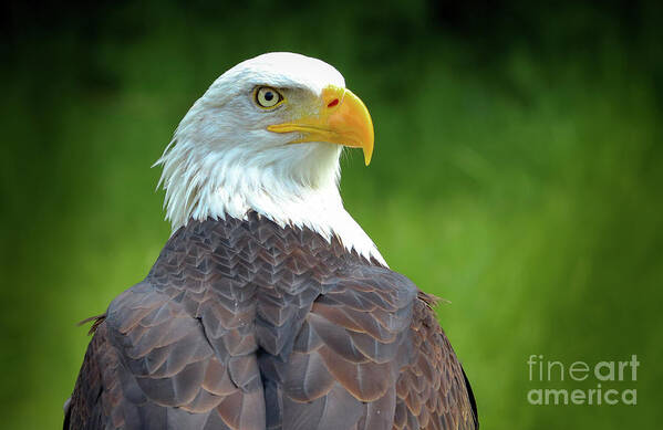 Bald Eagle Poster featuring the photograph Bald eagle by Franziskus Pfleghart