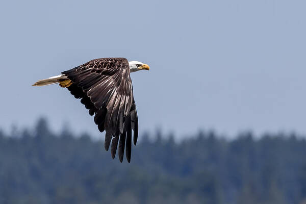 Bald Poster featuring the photograph Bald Eagle Hunting Prey by Rob Green