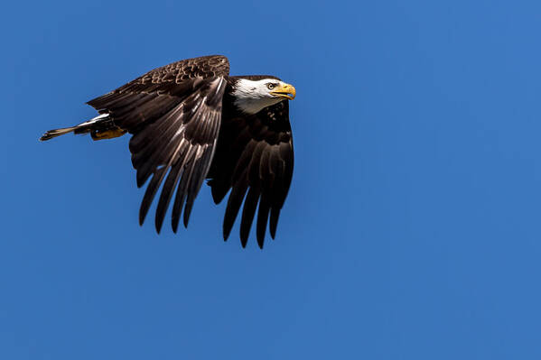 Bald Poster featuring the photograph Bald Eagle Hunting by Rob Green