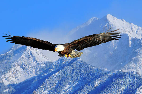 Bird Poster featuring the photograph Bald Eagle Over the Wasatch by Dennis Hammer