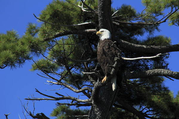 Bird Poster featuring the photograph Bald Eagle perched on tree by Gary Corbett