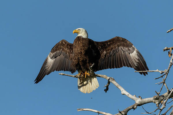 Bald Eagle Poster featuring the photograph Bald Eagle Shows Off by Tony Hake