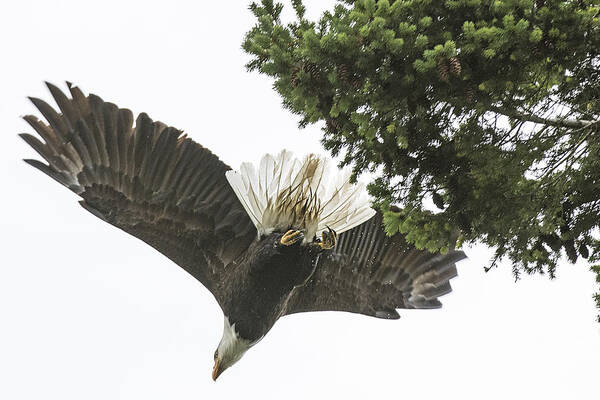 Bald Eagle Poster featuring the photograph Bald Eagle Takes Flight by Matt McDonald
