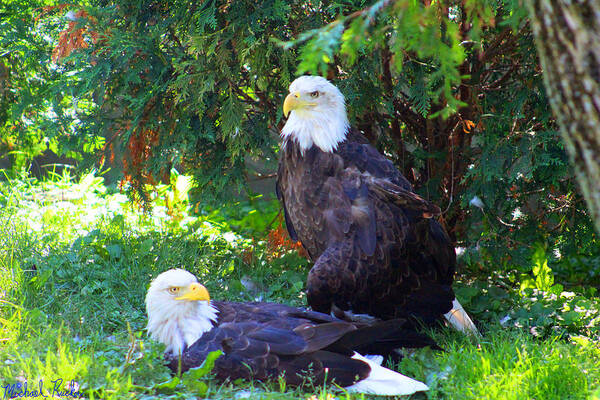 Eagle Poster featuring the photograph Bald Eagles by Michael Rucker