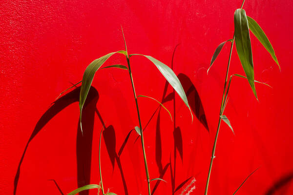 Boston Poster featuring the photograph Bamboo Against Red Wall by SR Green